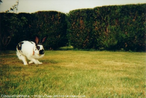 Photo de Lapin