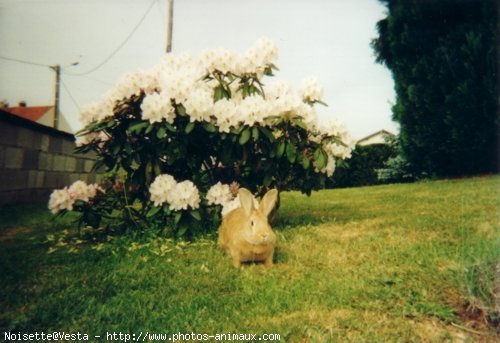 Photo de Lapin