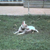 Photo de Bull terrier miniature