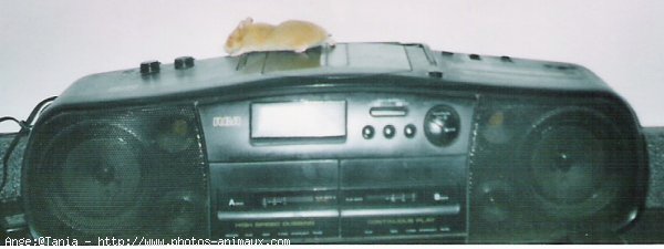 Photo de Hamster