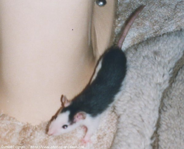 Photo de Rat