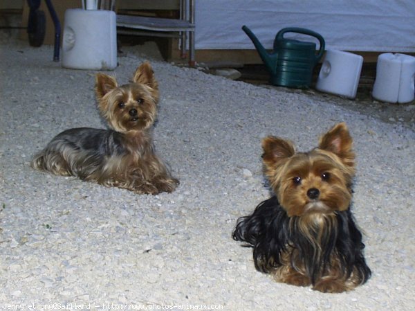 Photo de Yorkshire terrier