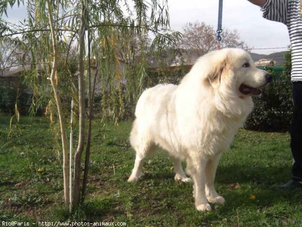 Photo de Chien de montagne des pyrnes