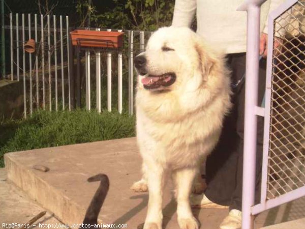 Photo de Chien de montagne des pyrnes