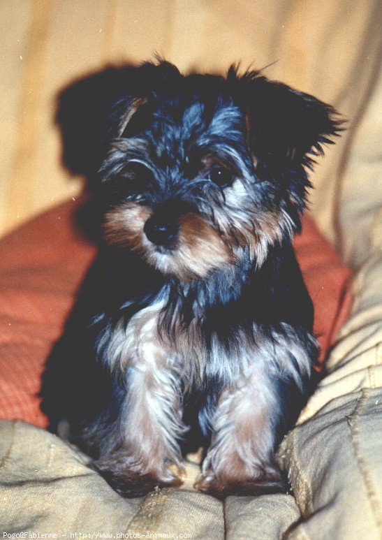 Photo de Yorkshire terrier