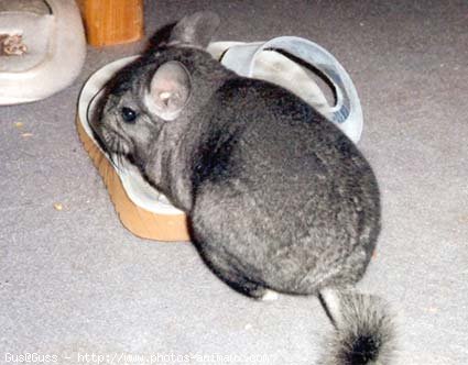 Photo de Chinchilla