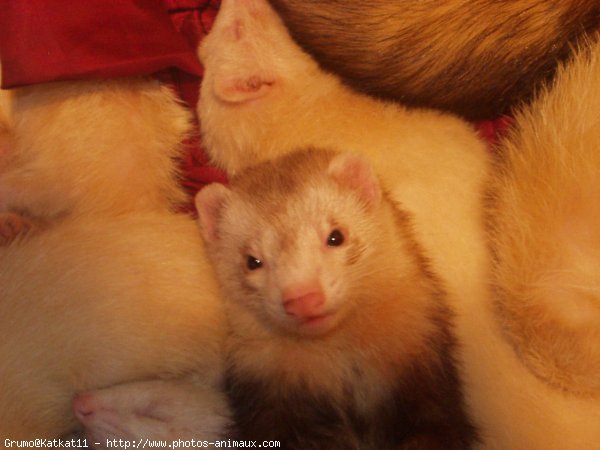 Photo de Furet