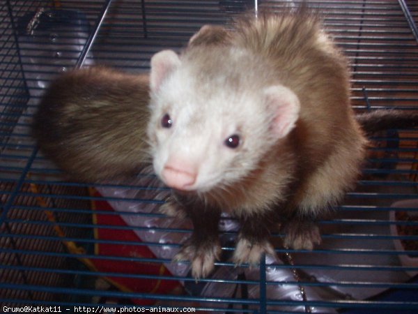 Photo de Furet