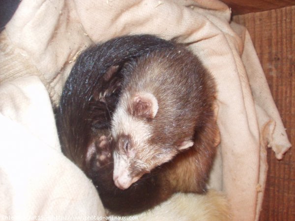 Photo de Furet