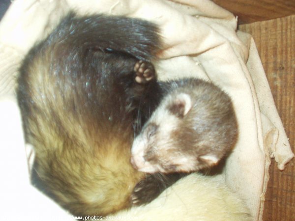 Photo de Furet