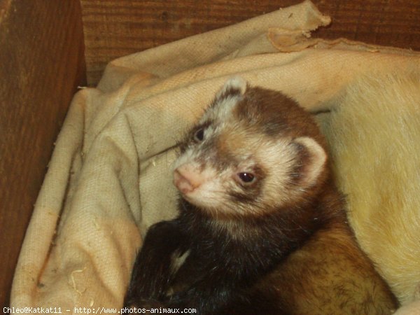 Photo de Furet