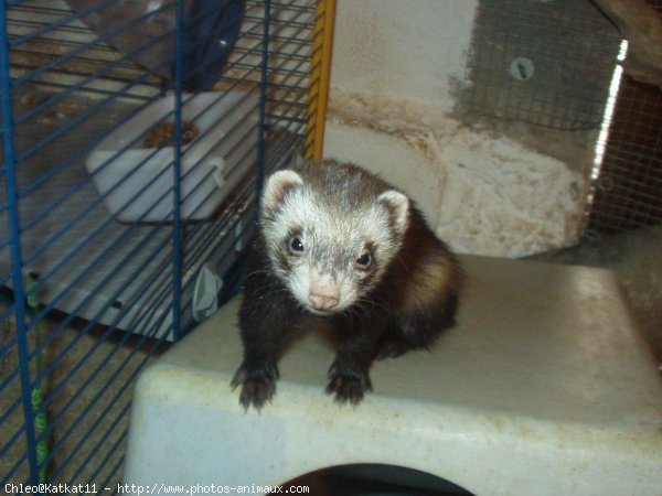 Photo de Furet