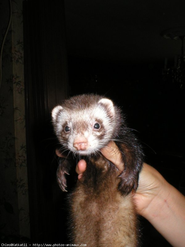 Photo de Furet