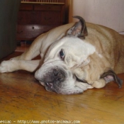 Photo de Bulldog