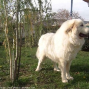 Photo de Chien de montagne des pyrnes