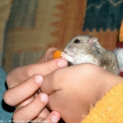 Photo de Hamster