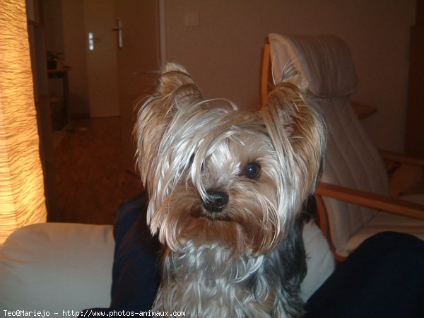 Photo de Yorkshire terrier