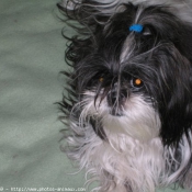 Photo de Shih tzu