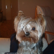 Photo de Yorkshire terrier