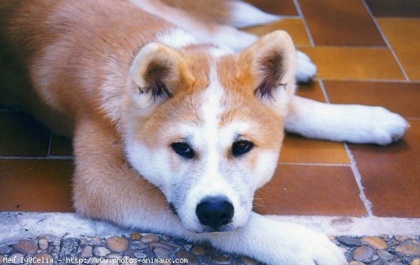 Photo d'Akita inu