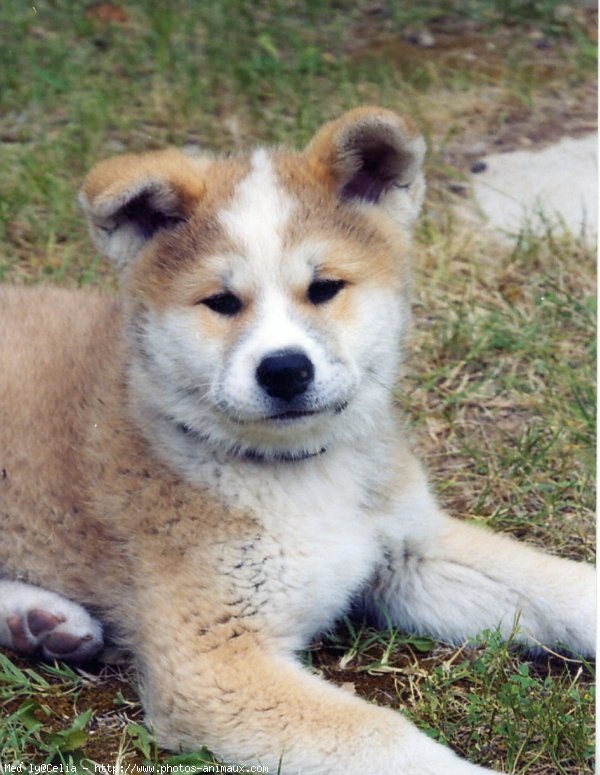 Photo d'Akita inu