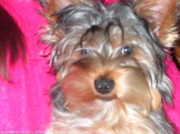 Photo de Yorkshire terrier