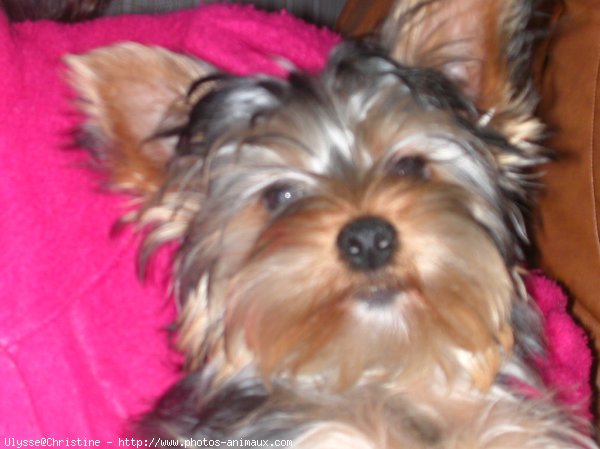 Photo de Yorkshire terrier