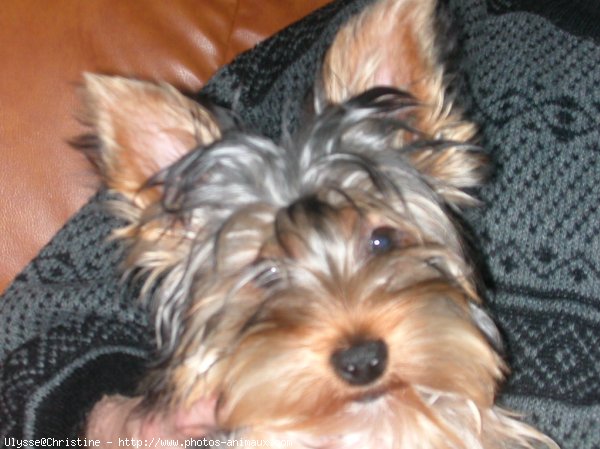 Photo de Yorkshire terrier