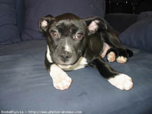 Photo d'American staffordshire terrier