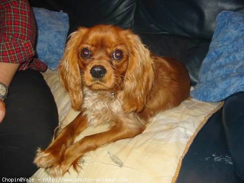 Photo de Cavalier king charles spaniel