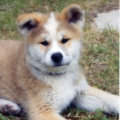 Photo d'Akita inu