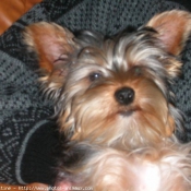 Photo de Yorkshire terrier