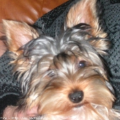 Photo de Yorkshire terrier