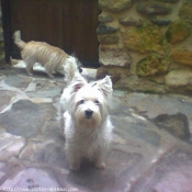 Photo de West highland white terrier