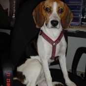 Photo de Beagle