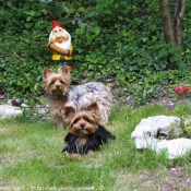 Photo de Yorkshire terrier