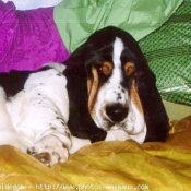 Photo de Basset hound