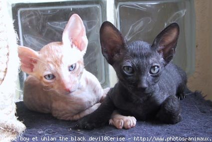 Photo de Cornish rex