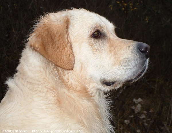 Photo de Golden retriever