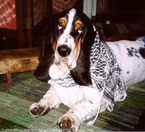 Photo de Basset hound