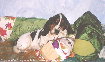 Photo de Basset hound