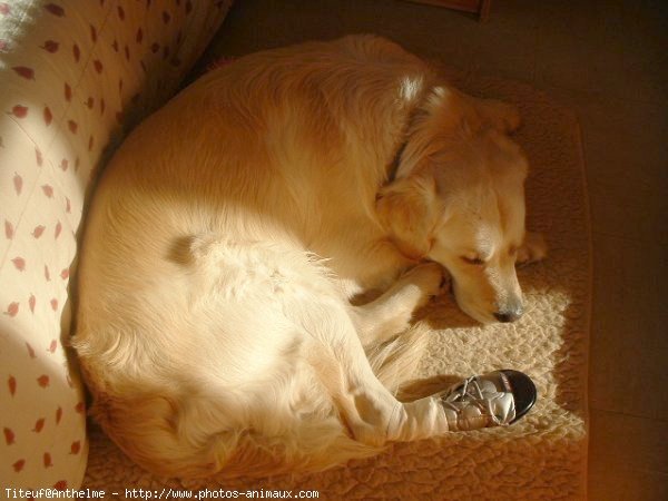 Photo de Golden retriever