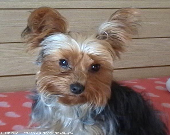 Photo de Yorkshire terrier