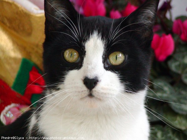 Photo de Chat domestique