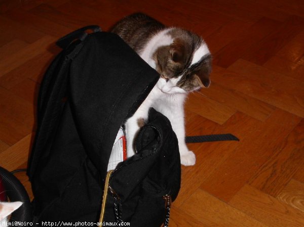 Photo de Chat domestique