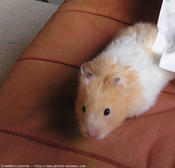 Photo de Hamster