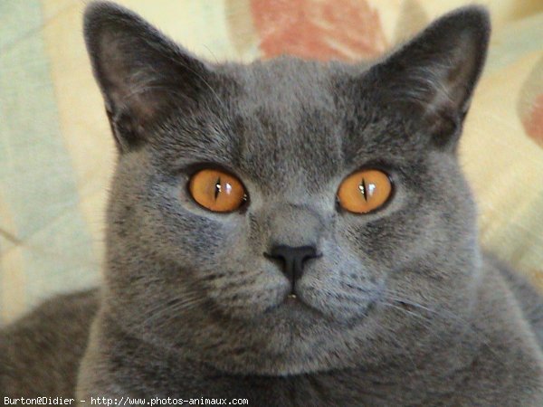 Photo de Chartreux