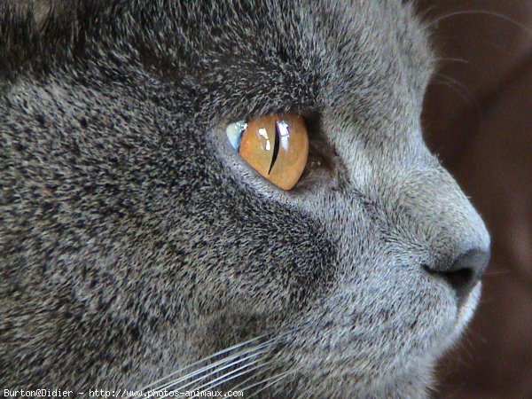 Photo de Chartreux