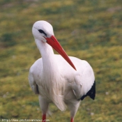 Photo de Cigogne