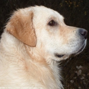 Photo de Golden retriever